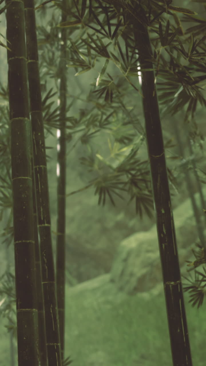 Foresta di bambù con fitta vegetazione e atmosfera nebbiosa durante le ore diurne