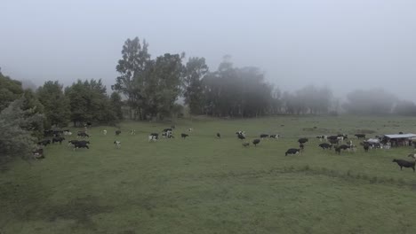 Dolly-En-Un-Paisaje-Nublado-Rural,-Con-Vacas-De-Varios-Colores:-Negro,-Blanco,-Marrón-Y-Manchado,-Rodeado-De-Grandes-árboles-Mientras-Algunos-Caminan-Y-Comen-Hierba