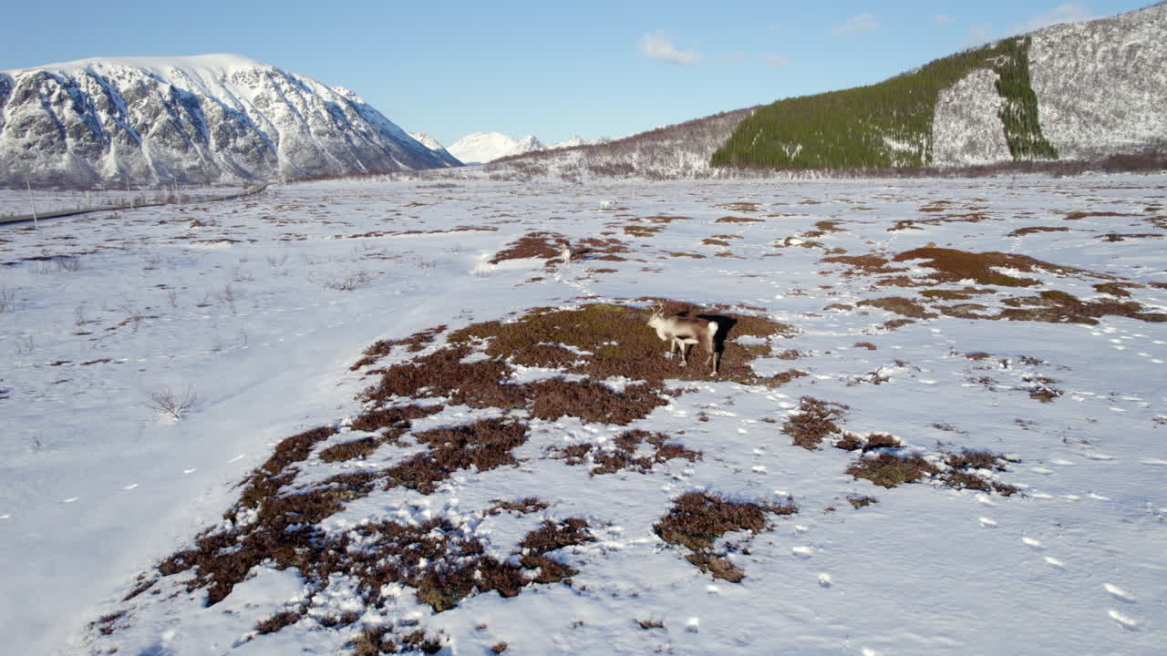 아름다운 산을 배경으로 맑고 밝은 날 노르웨이 도로 근처의 눈 덮인 들판에서 풀을 뜯고 있는 순록의 공중 트럭 오른쪽 사진