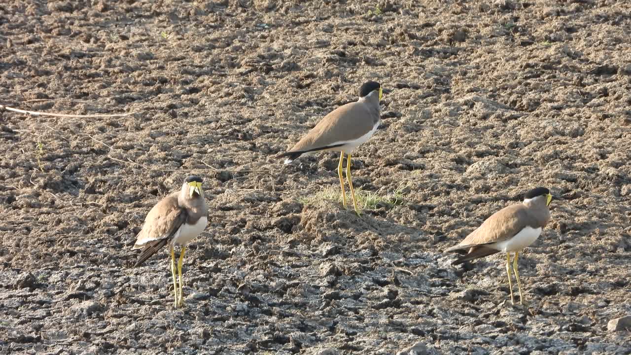 노란색 - 연못 지역의 wattled lapwing