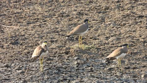 amarillo - avefría barbada en el área del estanque