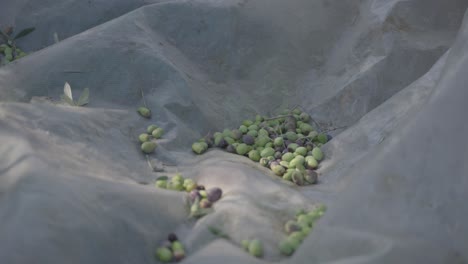 primer plano de la cosecha de aceitunas que caen en una red en el fondo del bosque