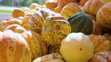 close up view of a pumpkin patch in late autumn during a sunny day in the city