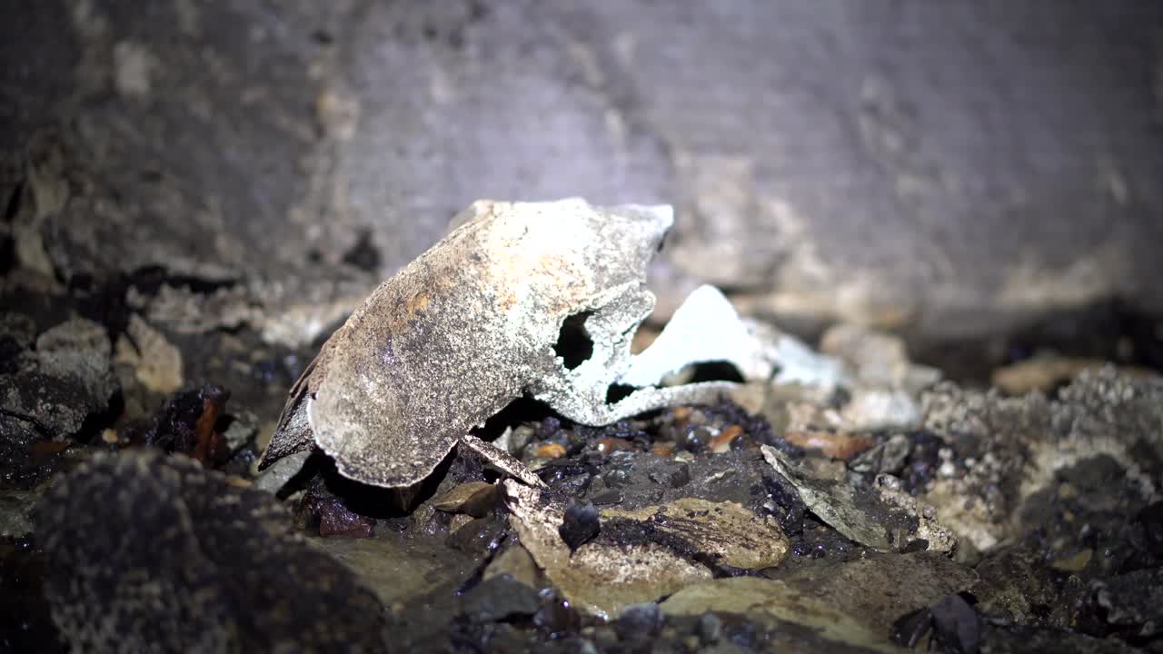 A close up shot of a calcified pelvis of from the extinct giant moa bird. This animal must have fallen into the cave and become trapped.
