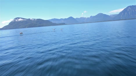 Sicht-Von-Einem-Tierkreis,-Der-Sich-Schnell-über-Das-Wasser-Bewegt,-Während-Pelikane-über-Den-Bug-Fliegen-In-Der-Nähe-Von-Südchile