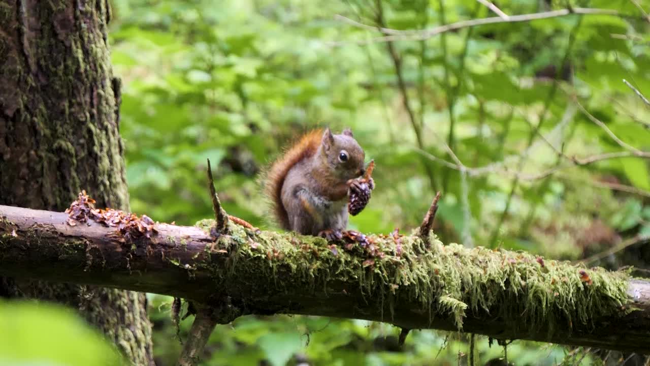 American red squirrel eating seeds of conifer cone in Sitka National Historical Park, Alaska.