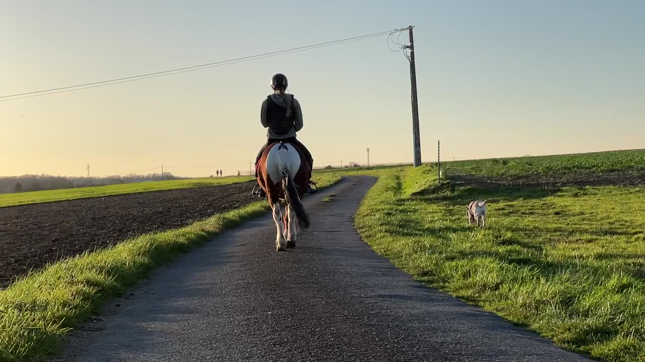 Girl riding her pony in the countryside road with her dog