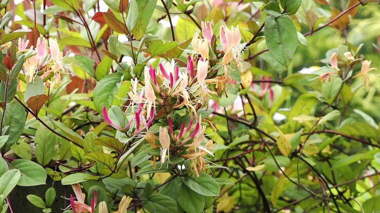 Delicati fiori di caprifoglio che risplendono contro un fogliame verde vibrante.