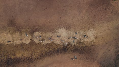 Gnus-Und-Zebras-Fressen-Zusammen-Heu,-Während-Ein-Taubenschwarm-über-Ihnen-Fliegt---Von-Oben-Nach-Unten-Aufsteigend---Safari-#005