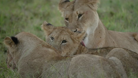 Lioness-grooms-her-cub-after-feeding,-static-shot,-African-safari