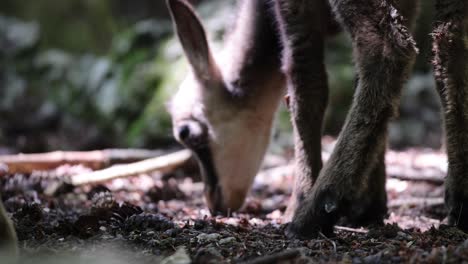 Close-up-shot-of-cute-baby-goat-antelope-looking-for-food-on-Ground-in-forest