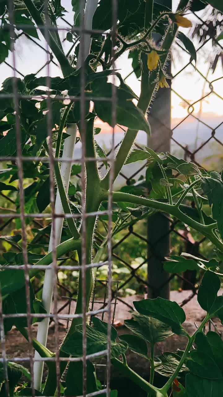 정원에서 자라는 토마토 식물
