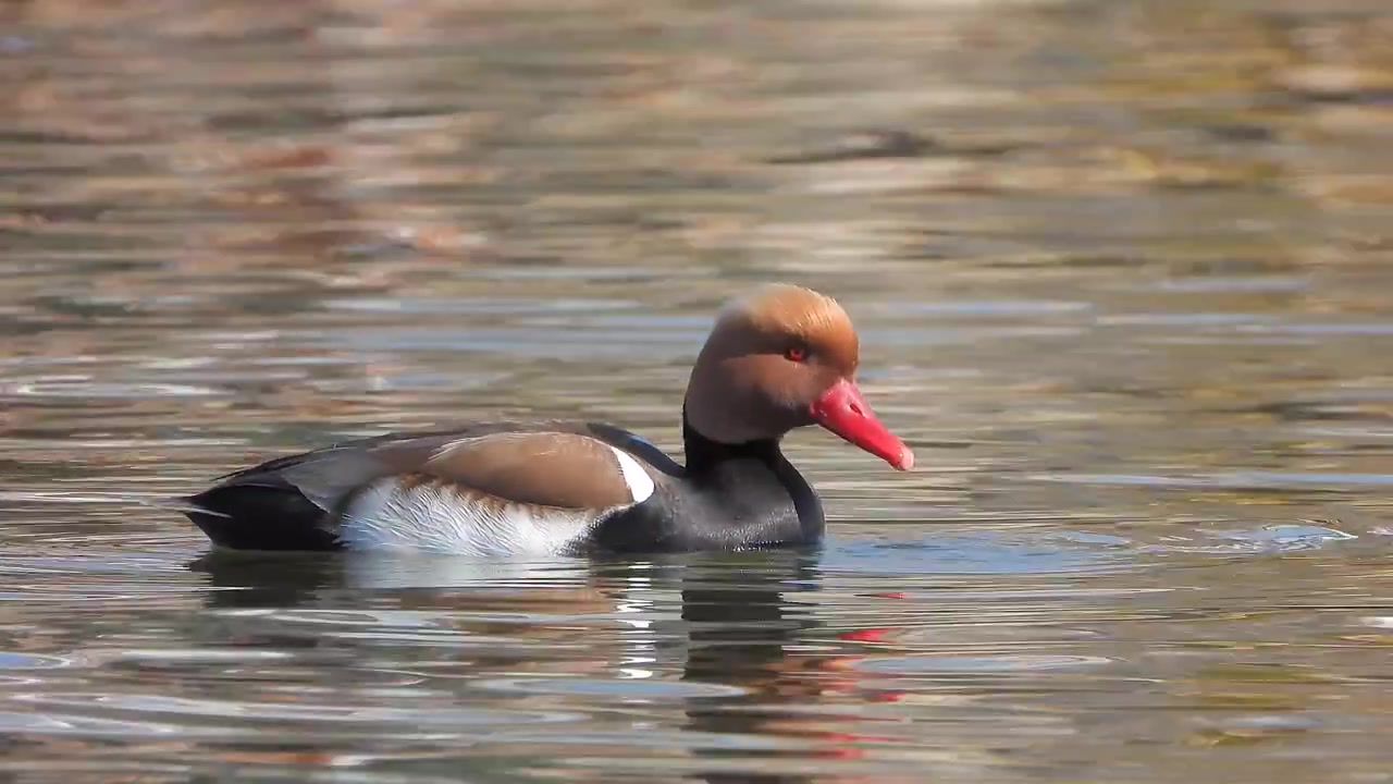 Fistione turco che nuota e cerca cibo in un lago