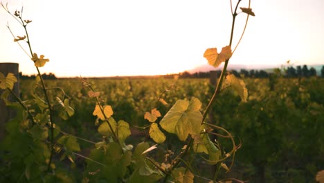 Rising-shot-of-a-sunset-behind-a-vine-at-a-vineyard-during-dusk-in-Waipara,-New-Zealand