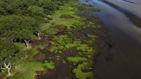 Disparo-De-Drones-Hacia-Adelante-De-Pantanos-Verdes-Arenosos-En-La-Costa-Del-Río-De-La-Plata