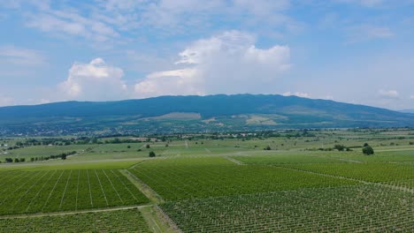 panorama del viñedo de uva con vistas a las montañas vrancrea en sarbi, rumania