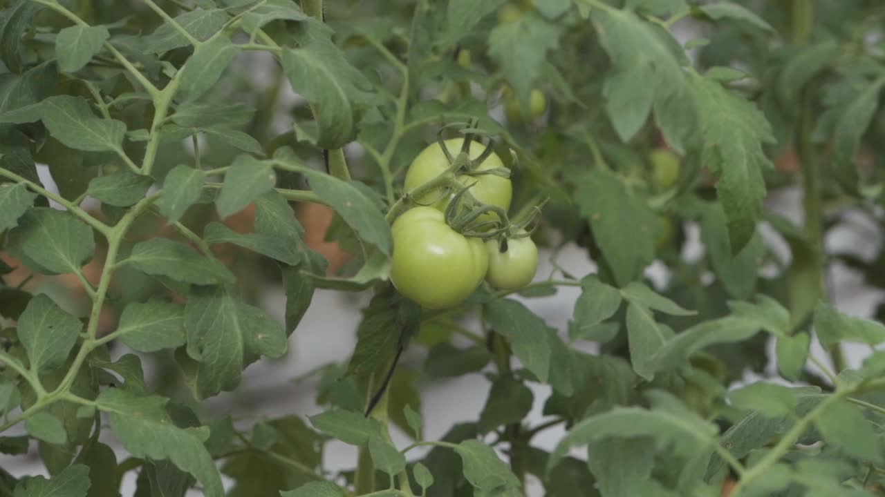정원에서 포도나무에 자라는 세 개의 익지 않은 초록색 토마토 어리