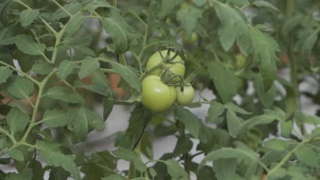 cluster of three unripe green tomatoes growing on vine in garden