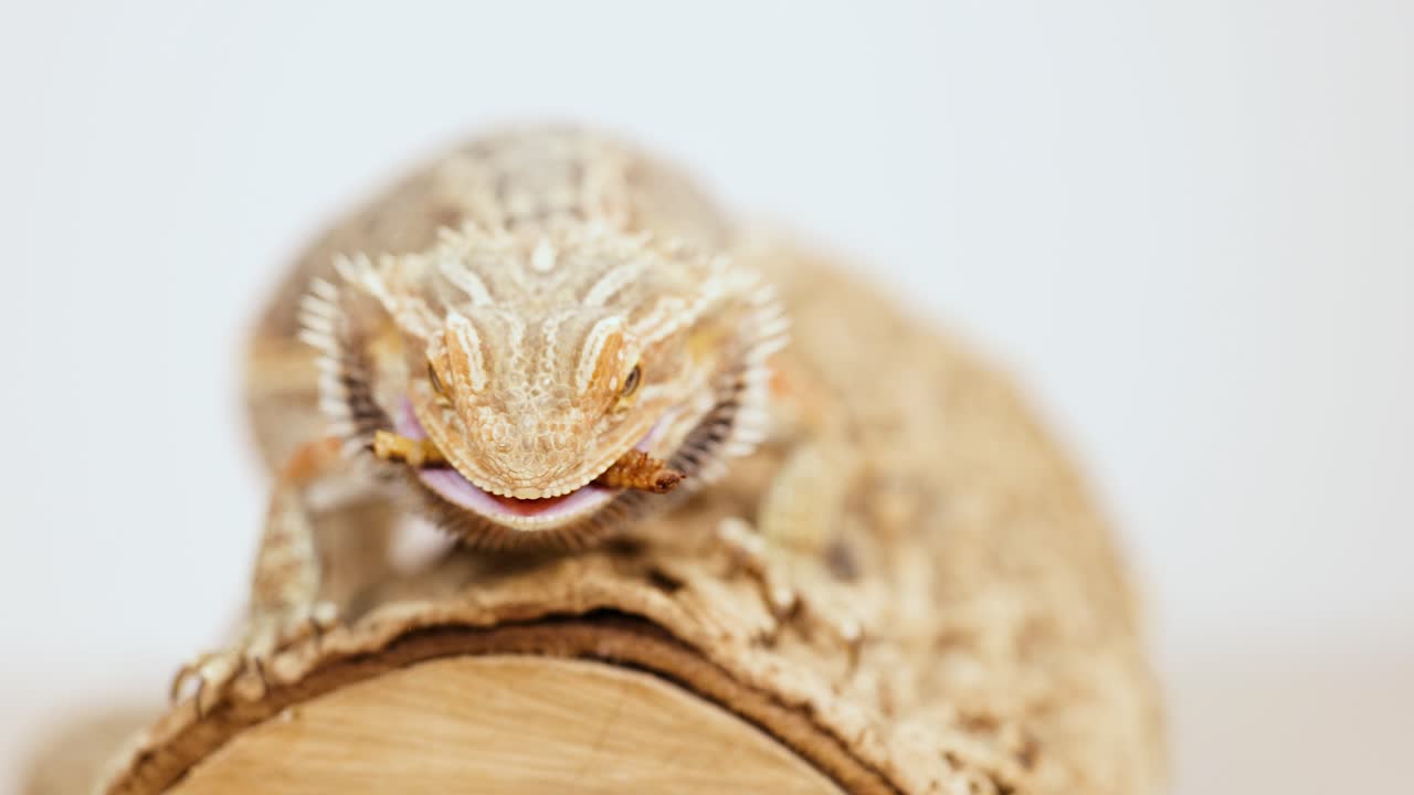 Bearded dragon lizard on a log, showing tongue movement. Neutral lighting, close-up perspective, natural environment