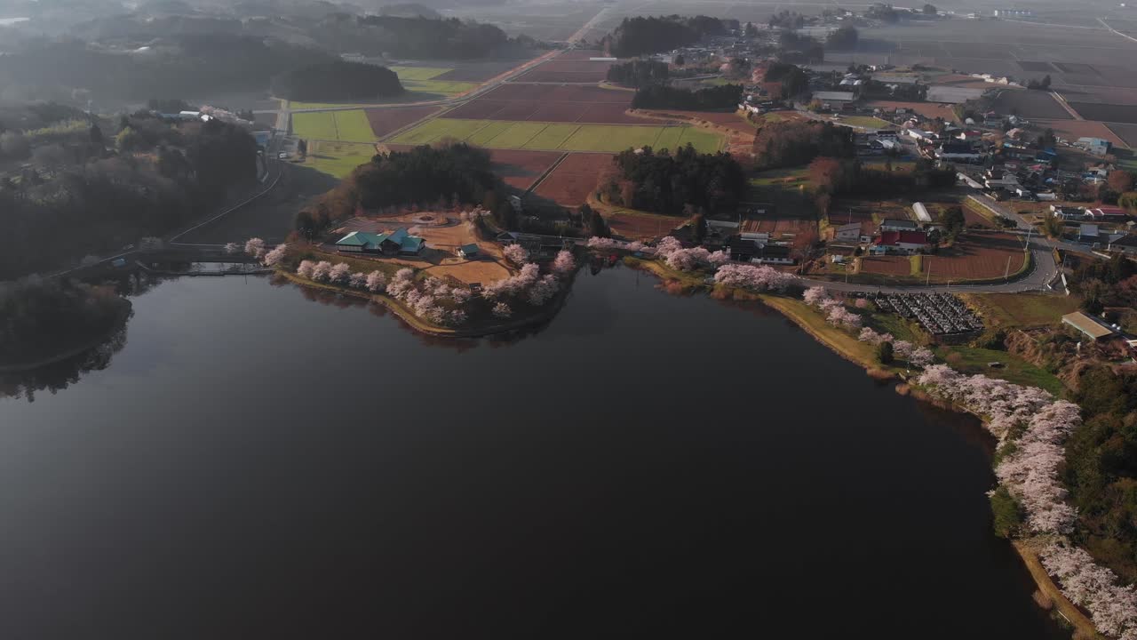 Aerial establishing fly Sakura Cherry blossom trees at Japanese lake of Byoudounuma Fureai Park