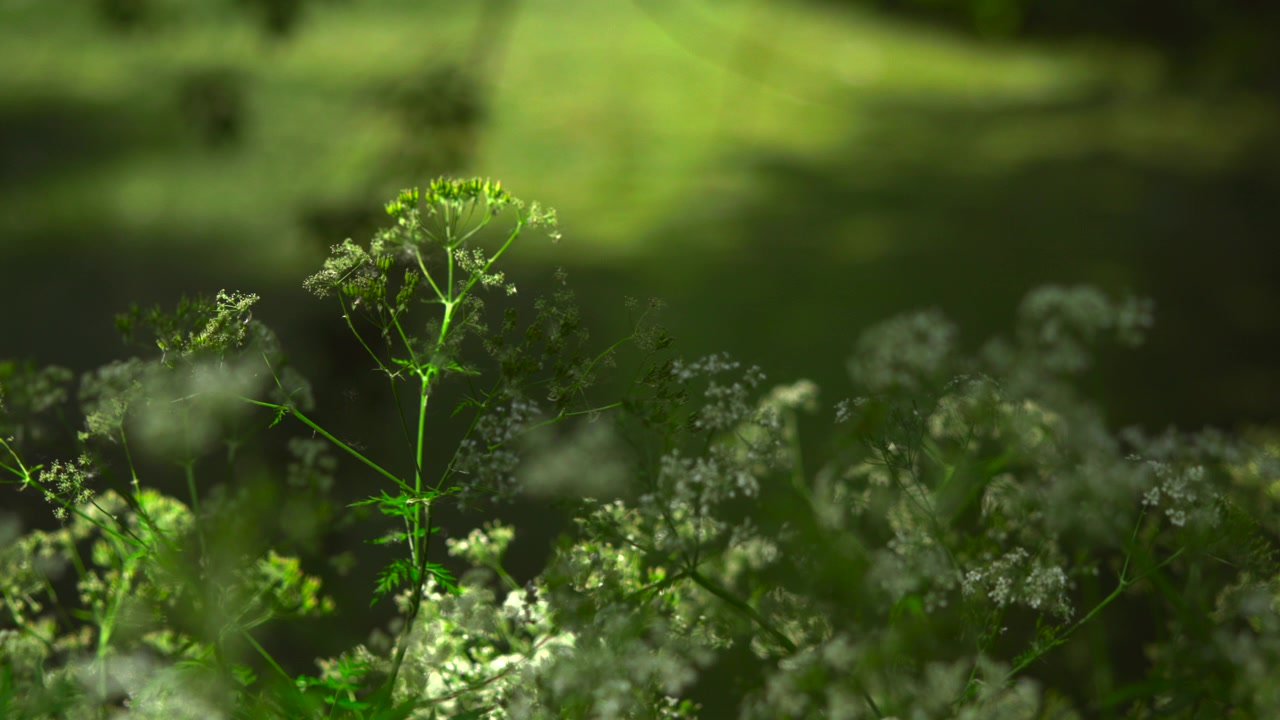 Wildflower stem blooming through shaded meadow as unopened green buds glow in soft directional sunlight, lacy white umbels and soft blur creating calm natural botanical atmosphere, with plant, flower