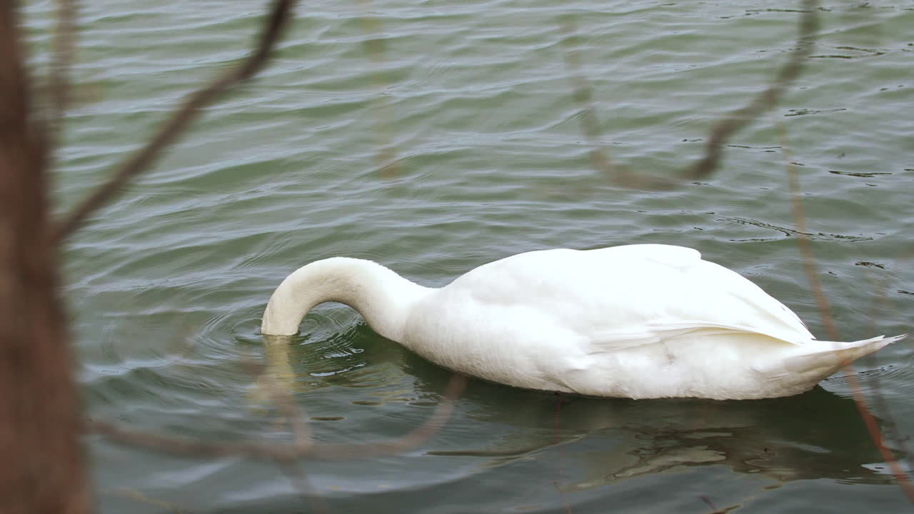 disparo en cámara lenta de un cisne nadando en un pequeño cuerpo de agua, limpiándose y buscando comida