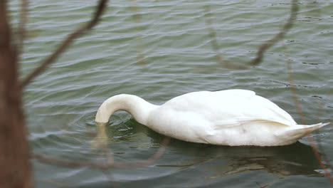 Toma-En-Cámara-Lenta-De-Un-Cisne-Nadando-En-Un-Pequeño-Cuerpo-De-Agua,-Limpiándose-Y-Buscando-Comida