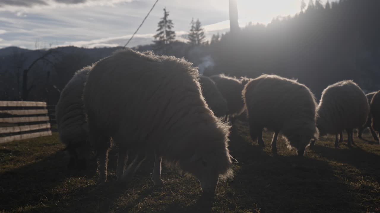 валлийские черноносые овцы бродят и пасутся на траве на фоне гор на закате солнца
