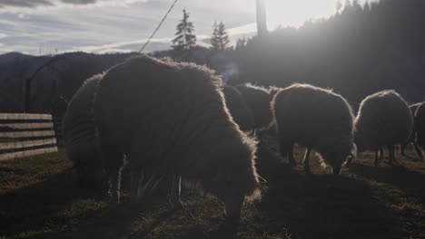 Walliser-Schwarznasenschafe-Streifen-Und-Grasen-Auf-Gras-Mit-Bergen-Im-Hintergrund-Bei-Sonnenuntergang