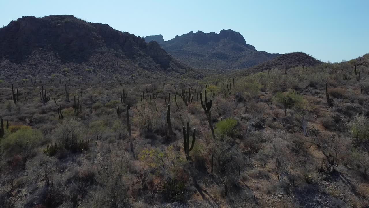 cactus en el paisaje árido en el desierto de baja california sur, méxico