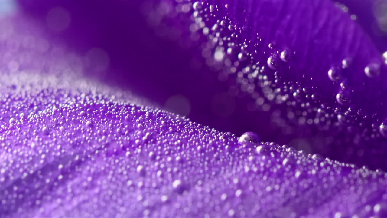 Close-up of a Purple Flower Petal with Water Droplets and Bubbles