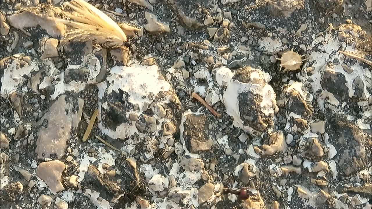 Ants carrying heavy burdens, foraging for winter in Andalusian summer sun