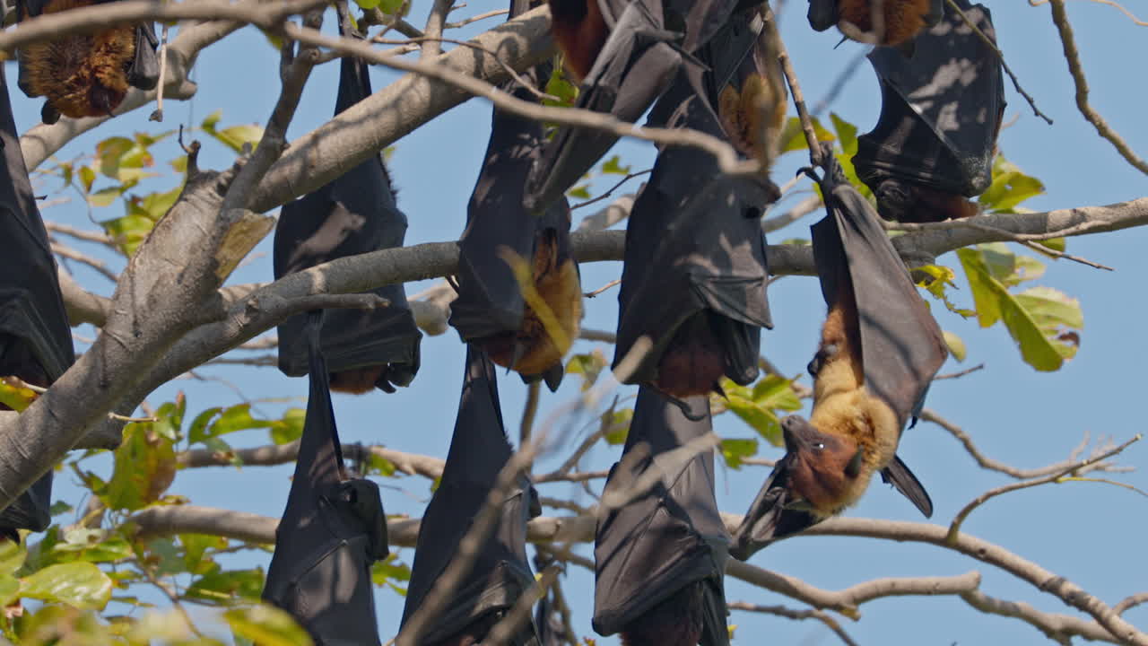 group of Greater Indian fruit bats hanging upside down from the leafy tree branch in a forest in keoladeo bird sanctuary, India.