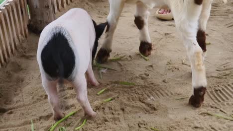 cerdos y cabras en una granja