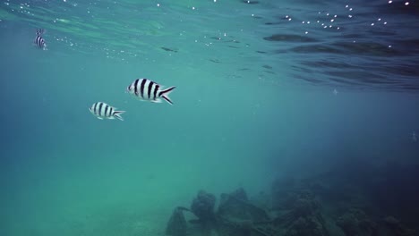 Gestreifter-Sergeant-Scherenschwanzfisch-Unter-Der-Tiefblauen-Meeresoberfläche