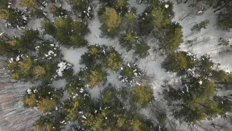 bird-perspective-of-highland-forest-during-winter