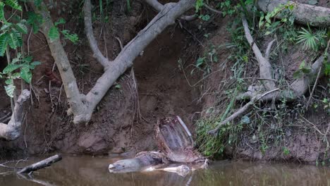 Asian-Water-Monitor,-Varanus-salvator,-Thailand