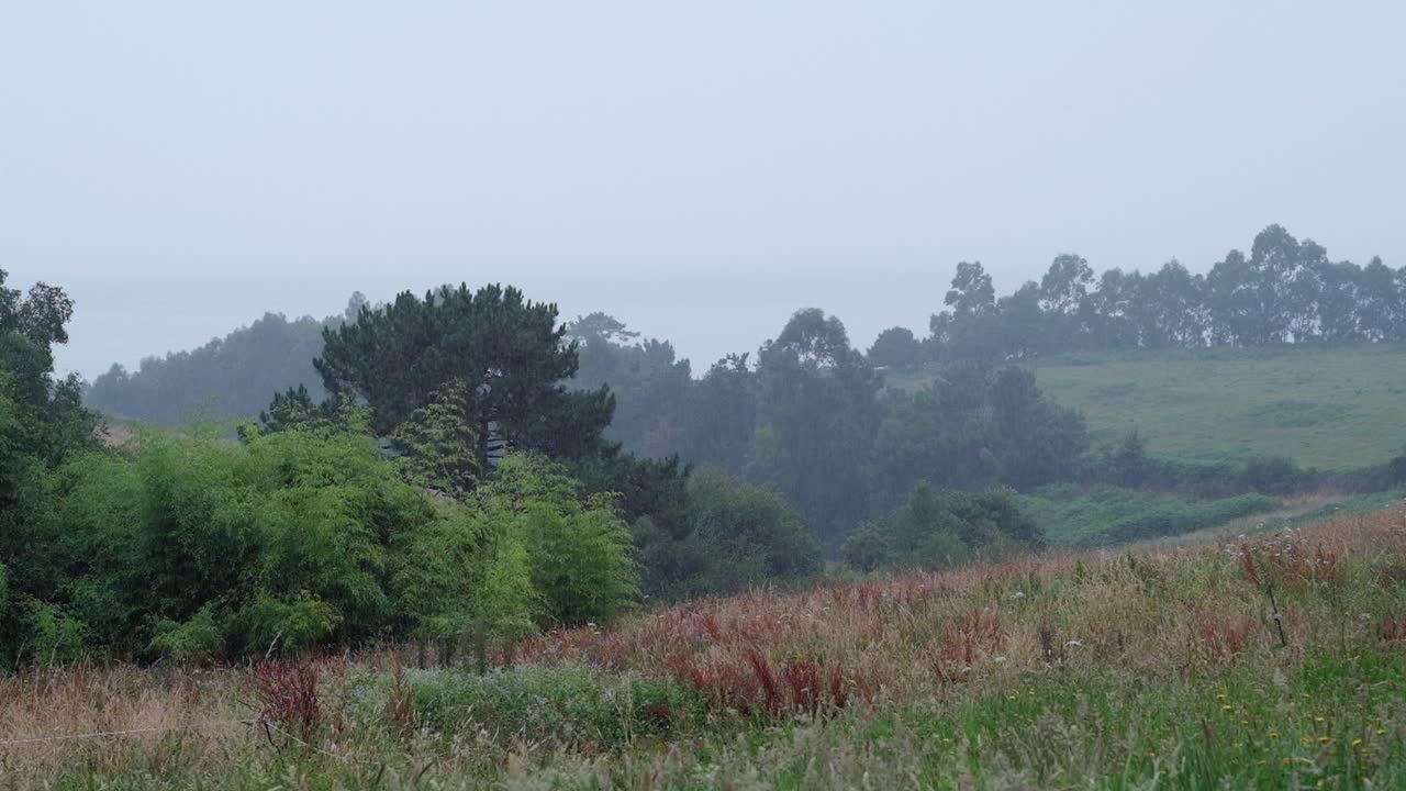 Northern Spain, Asturias: Rain-Soaked Trees in the Countryside - Nature's Masterpiece