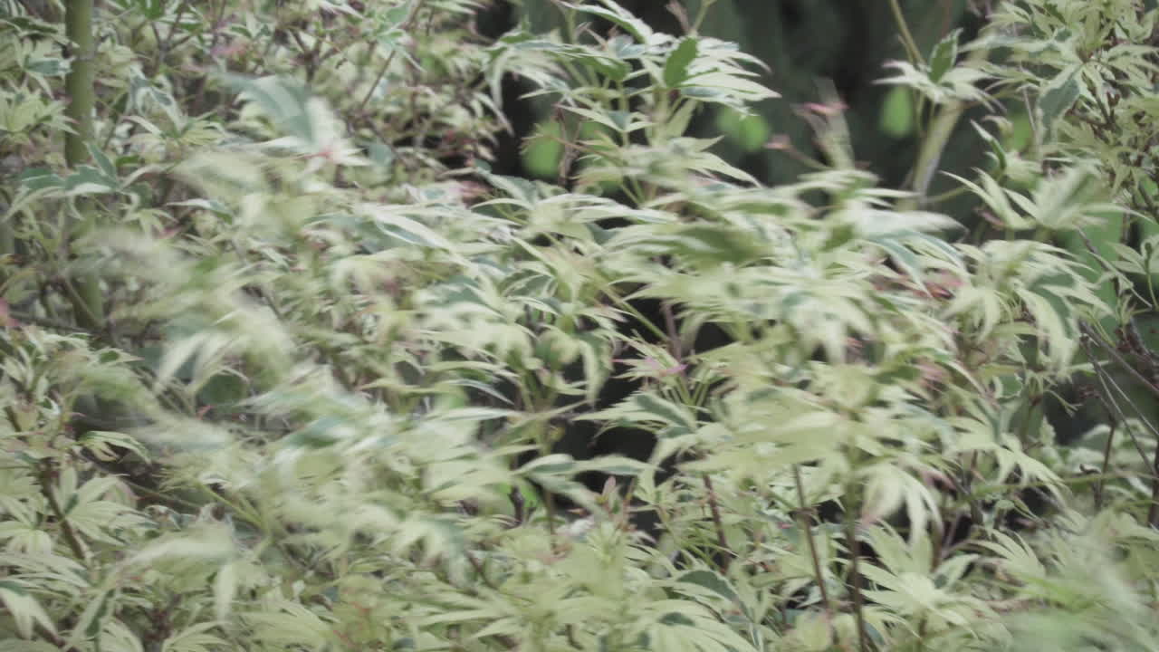 hojas de un arbusto movido por el viento en primavera 4k