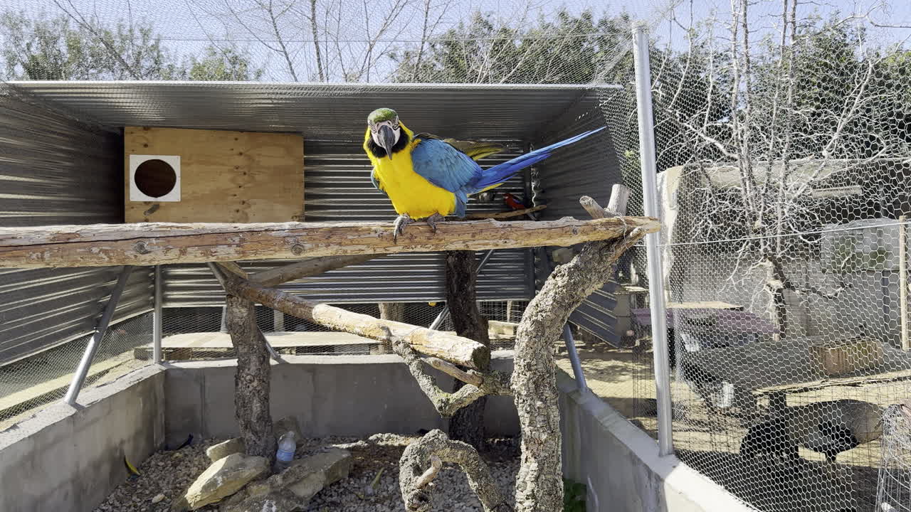 Vibrant blue and yellow macaw perched on a branch in a spacious aviary