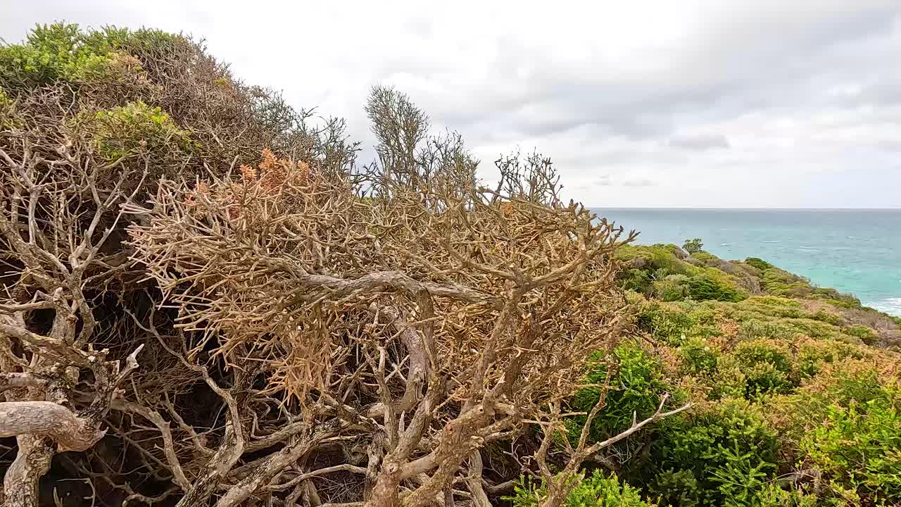 Coastal Scrub and Ocean View