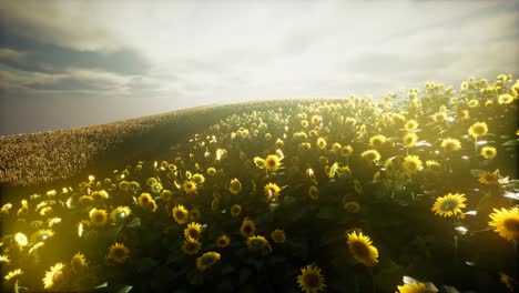 Sonnenblumenfeld-Und-Bewölkter-Himmel