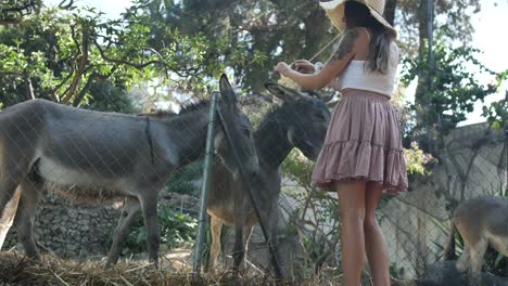 some donkeys are being petted by a young woman in a pen