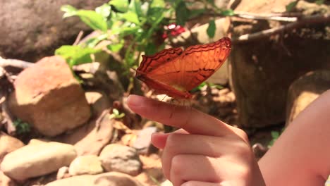 una mariposa yeoman lamiendo la sal del dedo de una niña