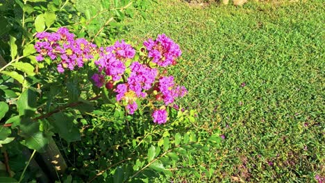 flores rosadas brillantes en un jardín verde exuberante