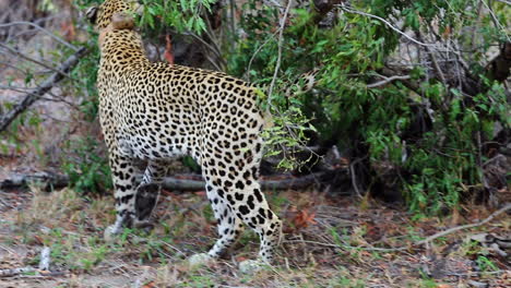 male leopard with tracking collar on the ground getting up then marks territory