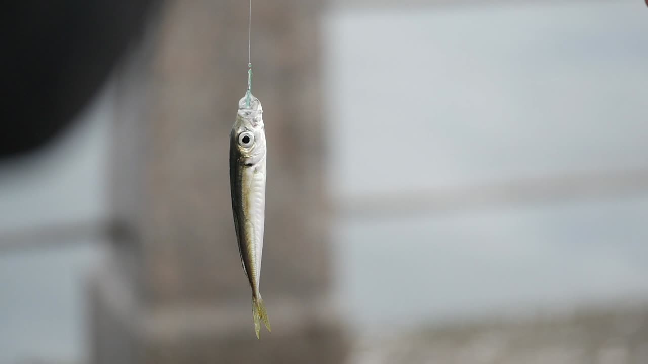 Man holding a small fish caught on a fishing line