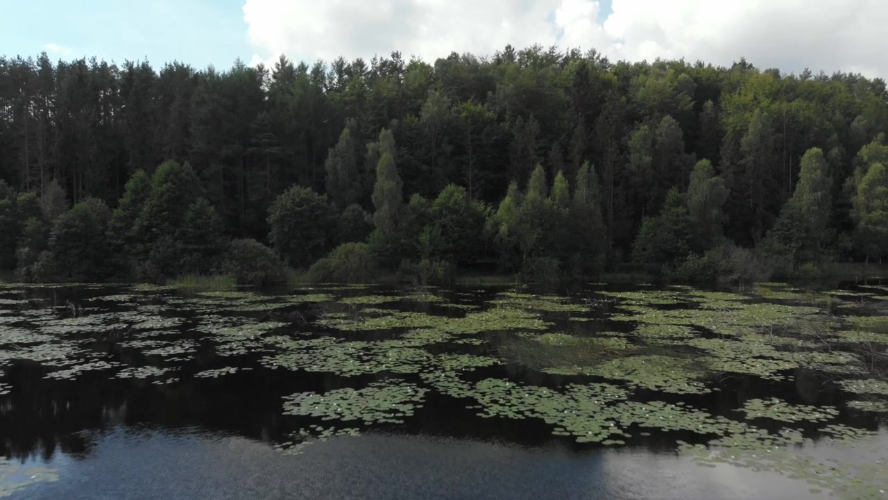 Szeroki widok z lotu ptaka nad spokojnym jeziorem z kępami lilii wodnych, obok gęstego lasu w regionie Kaszub w Polsce, w pochmurnym letnim świetle.