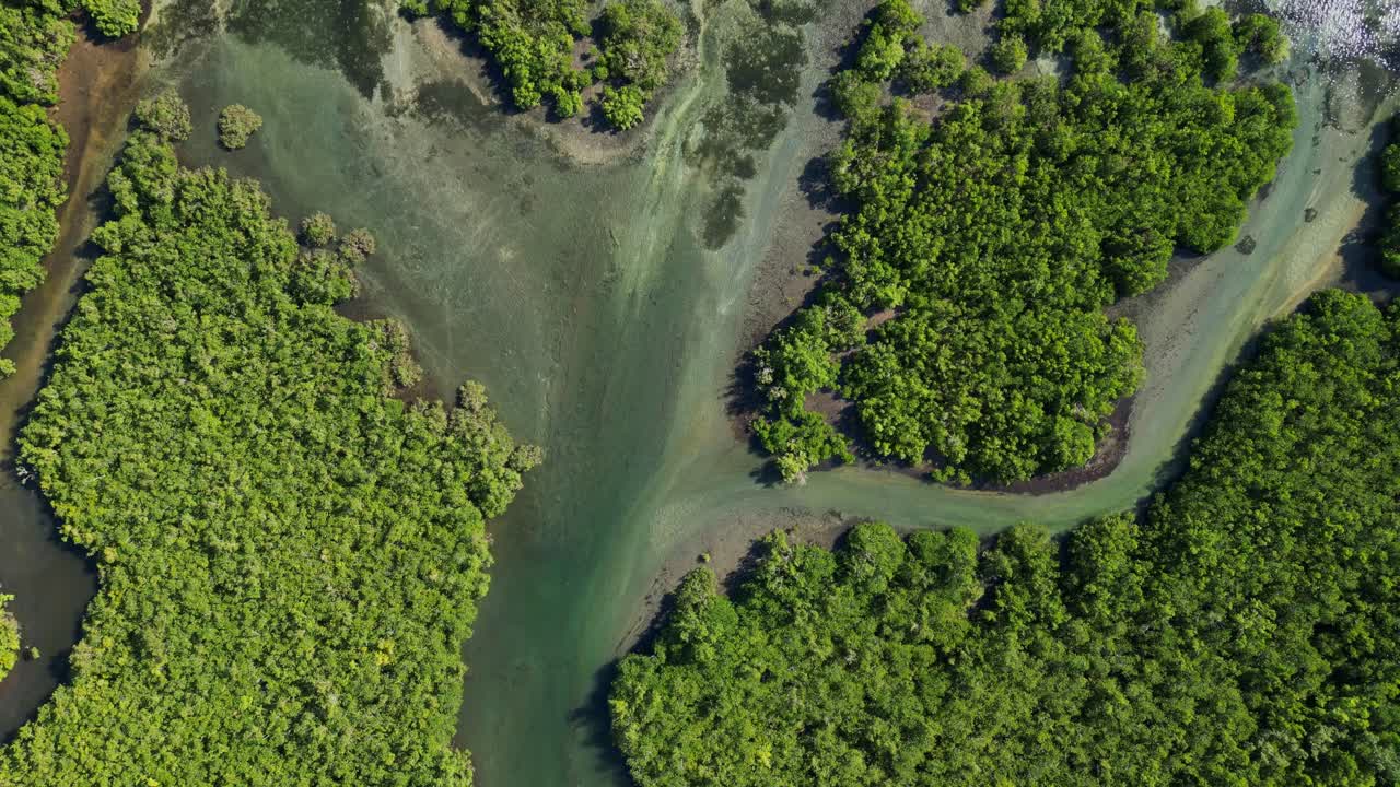 Aerial top-down view of winding mangrove rivers and estuary amid lush mangrove forest - Catanduanes, Bicol, Philippines
