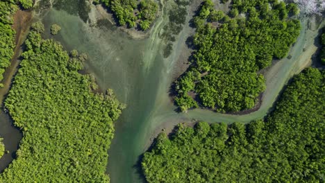 aerial top-down view of winding mangrove rivers and estuary amid lush mangrove forest - catanduanes, bicol, philippines